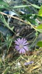 Lactuca tatarica