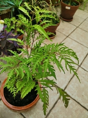 Polyscias filicifolia