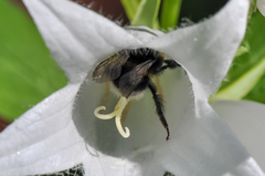 Bombus soroeensis