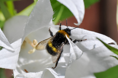 Bombus soroeensis