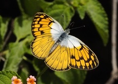Colotis chrysonome