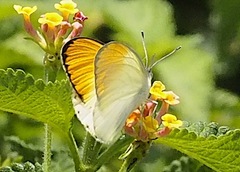 Colotis evarne