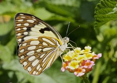 Colotis protomedia