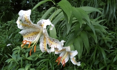 Lilium auratum