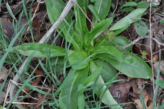 Frasera caroliniensis