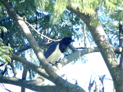 Cyanocorax cristatellus