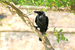 Corvus splendens