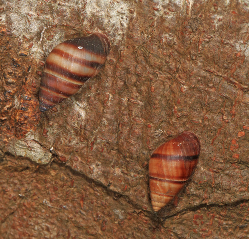West Indian Bulimulus