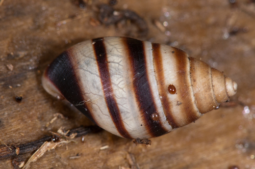 West Indian Bulimulus