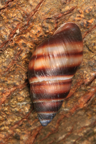 West Indian Bulimulus