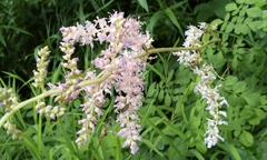 Astilbe microphylla