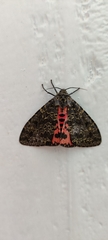 Olepa ricini
