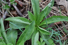 Frasera caroliniensis