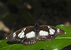 Pseudacraea lucretia walensensis