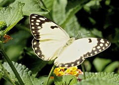Colotis protomedia