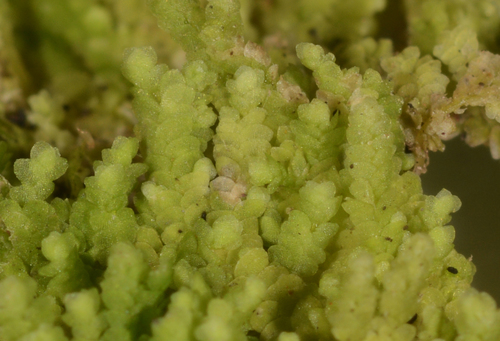Lejeunea primordialis