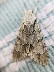 Acronicta psi