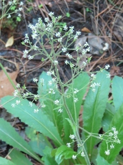 Micranthes micranthidifolia