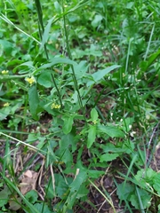 Sisymbrium officinale