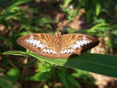 Tanaecia pelea