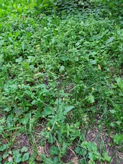 Sisymbrium officinale
