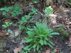 Micranthes micranthidifolia