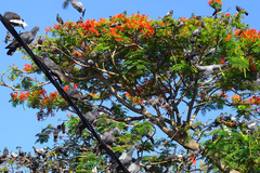 Columba livia domestica