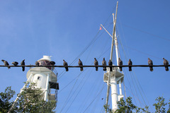 Columba livia domestica