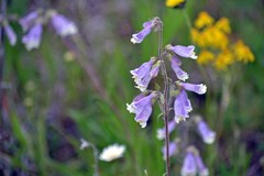 Penstemon hirsutus