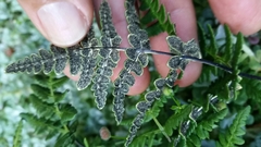 Pentagramma triangularis triangularis