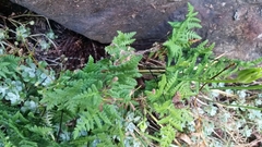 Pentagramma triangularis triangularis