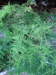 Asparagus setaceus