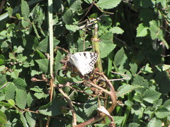 Melanargia arge