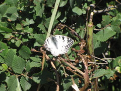 Melanargia arge