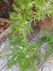 Asparagus aethiopicus