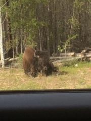 Bison bison athabascae