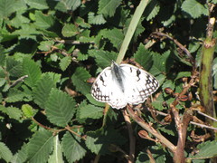 Melanargia arge