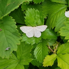 Scopula ternata