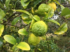 Citrus × taitensis