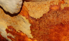 Gloeoporellus merulinus