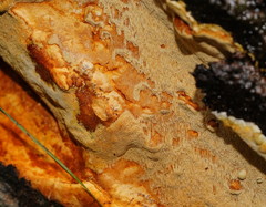 Gloeoporellus merulinus