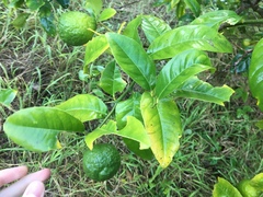 Citrus × taitensis