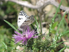 Melanargia arge