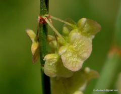 Rumex hastatus