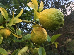 Citrus × taitensis