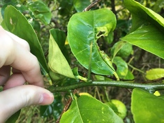Citrus × taitensis