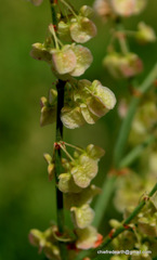Rumex hastatus