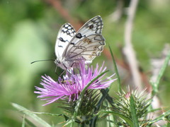 Melanargia arge