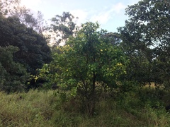 Citrus × taitensis