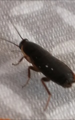 Loboptera canariensis